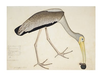 Company School painting 'A Stork Eating a Snail', from The Impey Album, signed by Shaykh Zayn al-Din in Calcutta, and dated 1781. Photo: Sotheby's