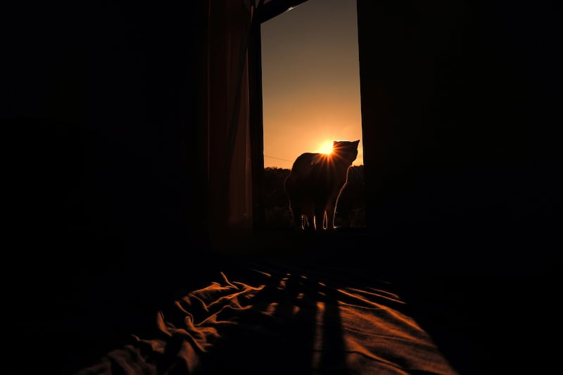 A cat silhouetted at dawn on one of the few days in March when the sun sets straight down in San Jose in Costa Rica. EPA