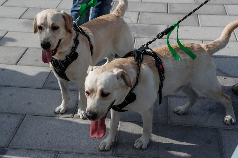 Two dogs attend the Dubai Pet Festival at Souk Al Marfa.