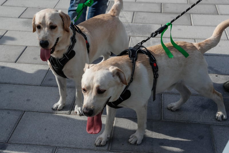 Two dogs attend the Dubai Pet Festival at Souk Al Marfa.