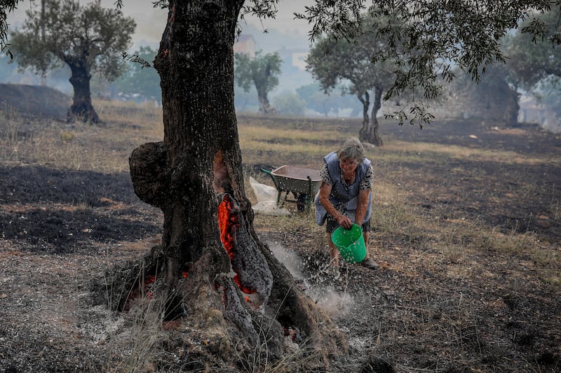 A farmer uses a bucket of water in an attempt to stop an olive tree burning in Ourem, Portugal. AFP