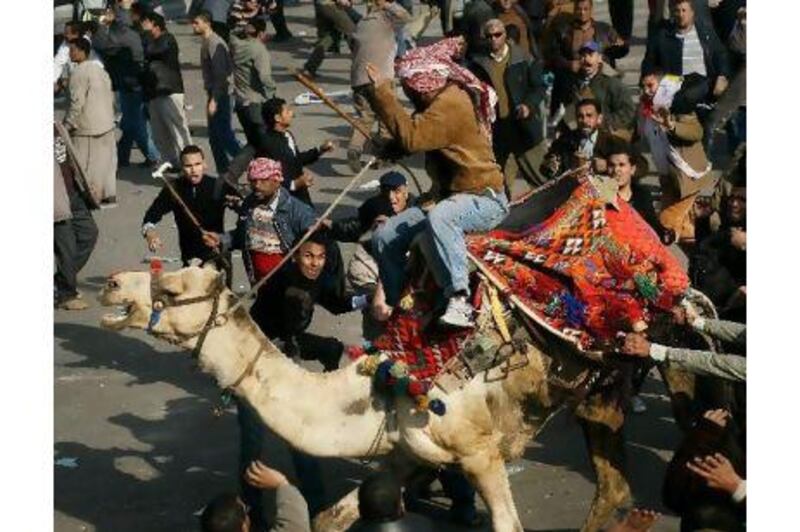 A supporter of Hosni Mubarak rides a camel through the melee during a clash in Tahrir Square, Cairo.