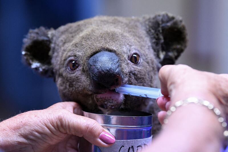 A dehydrated and injured koala receives treatment at the Port Macquarie Koala Hospital in Port Macquarie, Australia. AFP