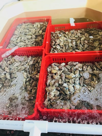Oysters from Dibba Bay oyster Farm. Courtesy of Ann Marie McQueen