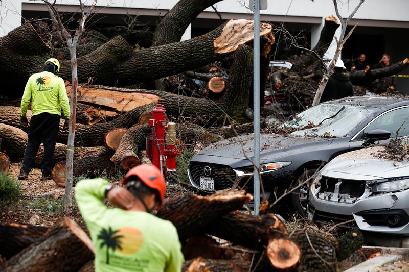 Workers clear the remains of a several hundred-year-old tree after it fell during a storm in Los Angeles. EPA