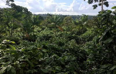 A view of a sustainable cocoa plantation in a farm in Medicilandia, Para state, Brazil, March 19, 2018. Picture taken March 19, 2018. REUTERS/Marcelo Texeira