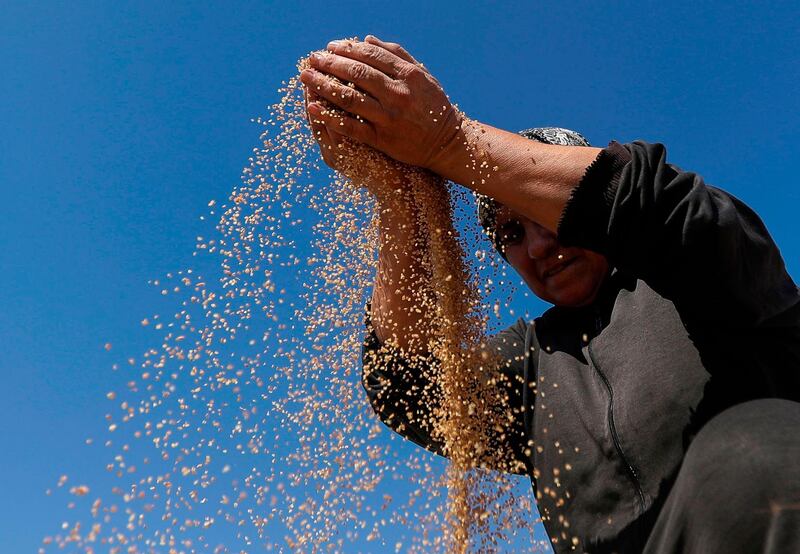 A woman spreads bulgur to dry in the sun after grinding it in the Lebanese southern town of Marjayoun. AFP