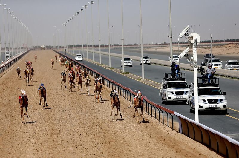 Dubai, April, 06, 2019: Camels participate on the first day of the Marmoom season finals for the camel racing season at Al Marmoom Heritage Village in Dubai. Satish Kumar/ For the National / Story by Anna  Zacharias