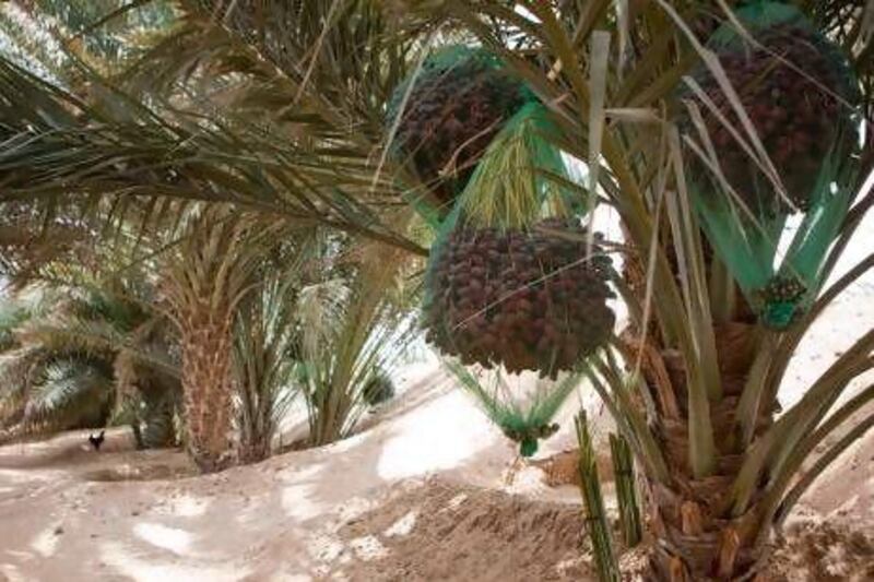 The UAE is one of the largest producers of dates in the world but much of it is consumed within the country.