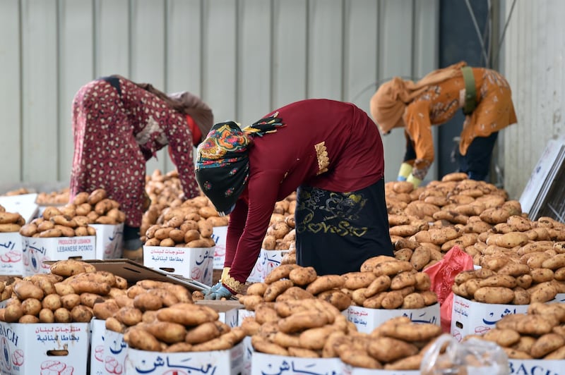 Farmers put potatoes in boxes at Taanayel area in the Bekaa valley, Lebanon. EPA