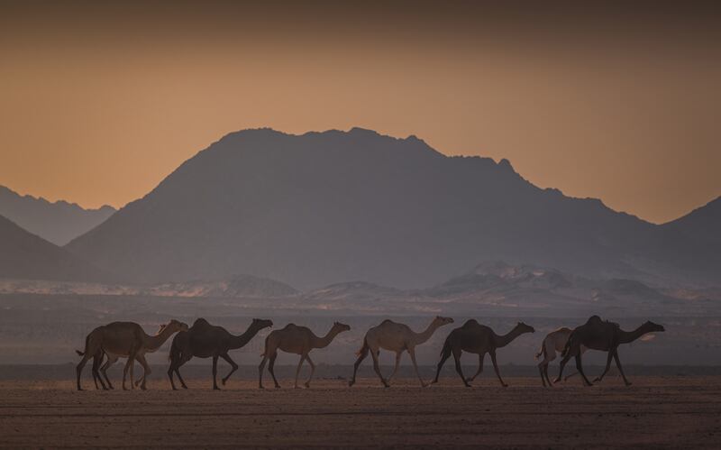 The photography competition was launched by the Saudi Visual Arts Commission to document the Saudi urban and natural landscape and to inspire creative collaboration and cross-cultural exchange through photography. Pictured: A photo from the portfolio of Riyadh Abdulelah Al Malahi winner of the Nature Along the Coast Photography category