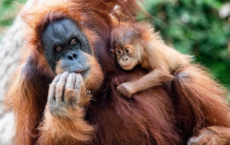 The orangutan baby "Batu" hangs in the arms of its mother "Toba" who is eating coconuts in the enclosure of the zoo in Hagenbeck, Hamburg, Germany. dpa via AP