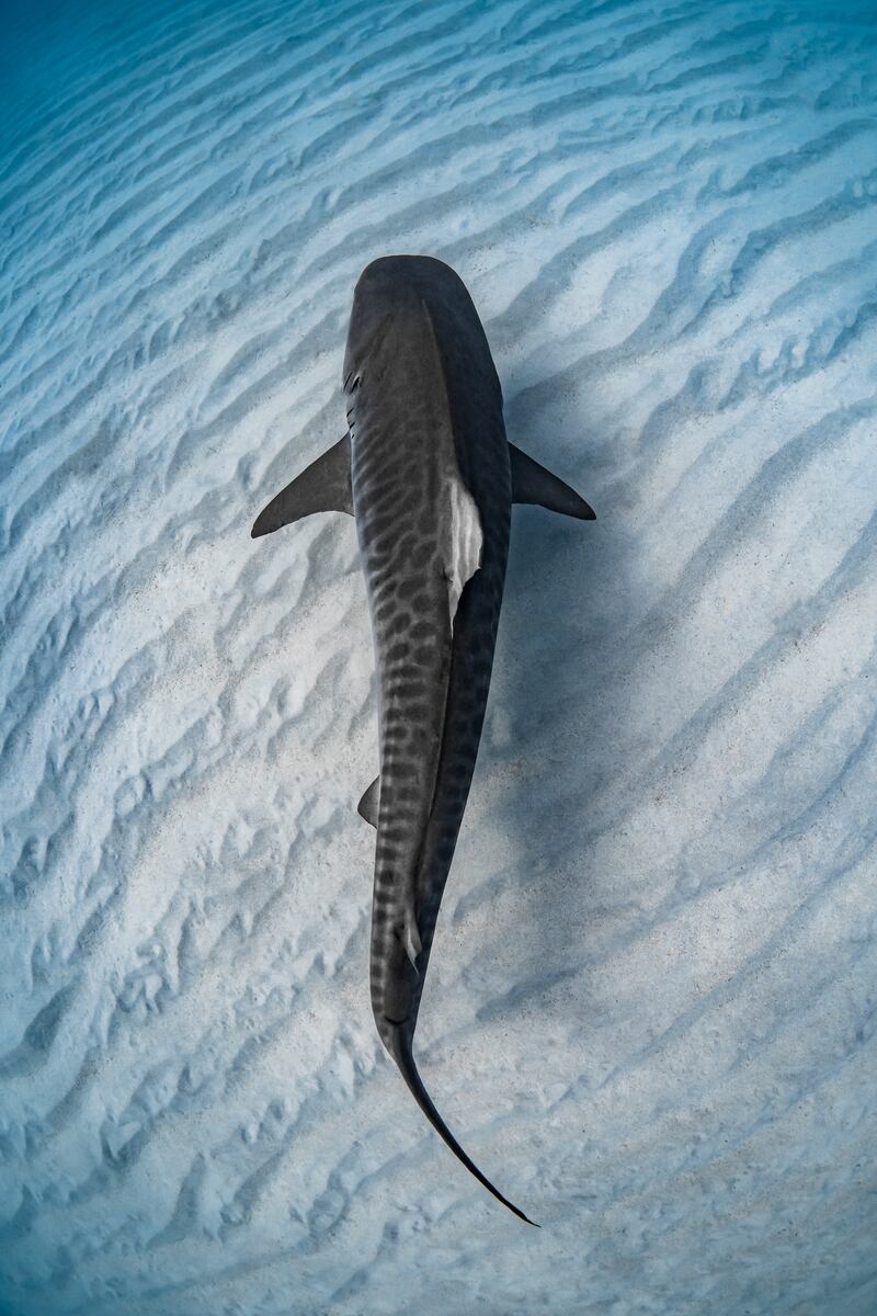 Third place, Portfolio, Jake Wilton. A tiger shark cruises the sand flats of the Maud’s lagoon just north of Coral Bay.