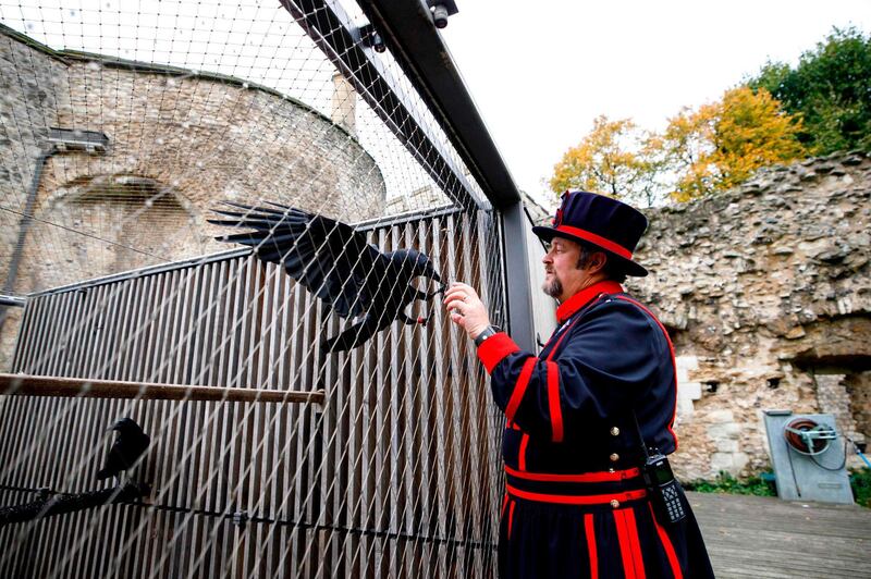 According to legend firmly rooted in Britain's collective imagination, if all the ravens were to leave the Tower, the kingdom would collapse and the country be plunged into chaos. Coronavirus lockdown restrictions saw the imposing 1,000-year-old royal fortress close. AFP