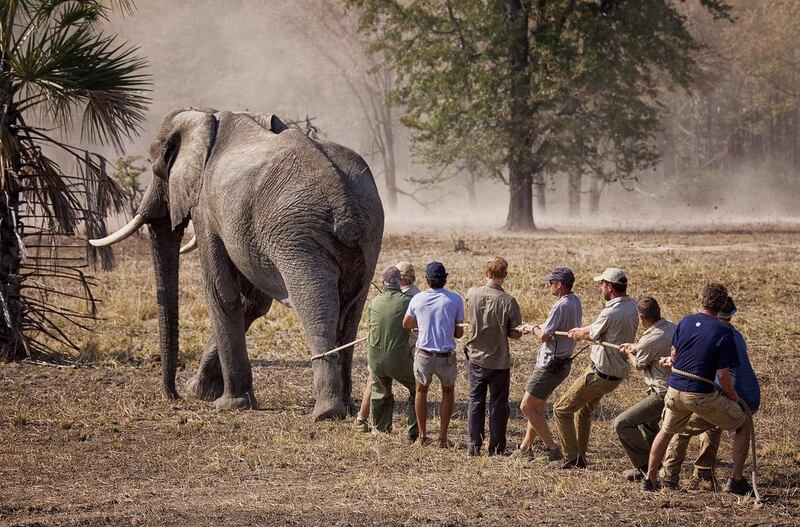 An undated photo released October 28, 2016, by Kensington Palace showing Britain’s Prince Harry, fourth from left, while he worked in Malawi during the past summer with African Parks as part of an initiative involving moving some 500 elephants over 350 kilometres across the country to replenish elephant stocks in Nkhotakota Wildlife Reserve. Prince Harry says of the picture: “This big bull (male) elephant refused to lie down after it had been darted with tranquilliser. After about seven minutes, the drug began to take effect and the elephant became semi-conscious, but it continued to shuffle for awhile! They have a tendency to hone in on forests, rivers and people when in this state. Here we are trying to slow him down!” Frank Weitzer / African Parks via AP