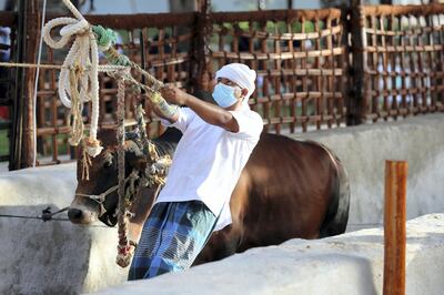 Sharjah, United Arab Emirates - Reporter: Razmig Bedirian. Arts. A cow pulls on a pulley system to bring up water from a well at the Heart of Sharjah for Sharjah Heritage Days. Monday, March 22nd, 2021. Sharjah. Chris Whiteoak / The National