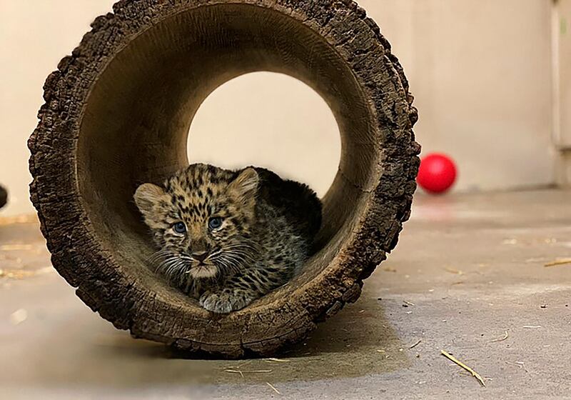 An Amur leopard cub plays in its private quarters at the Rosamond Gifford Zoo in Syracuse, New York.  AP
