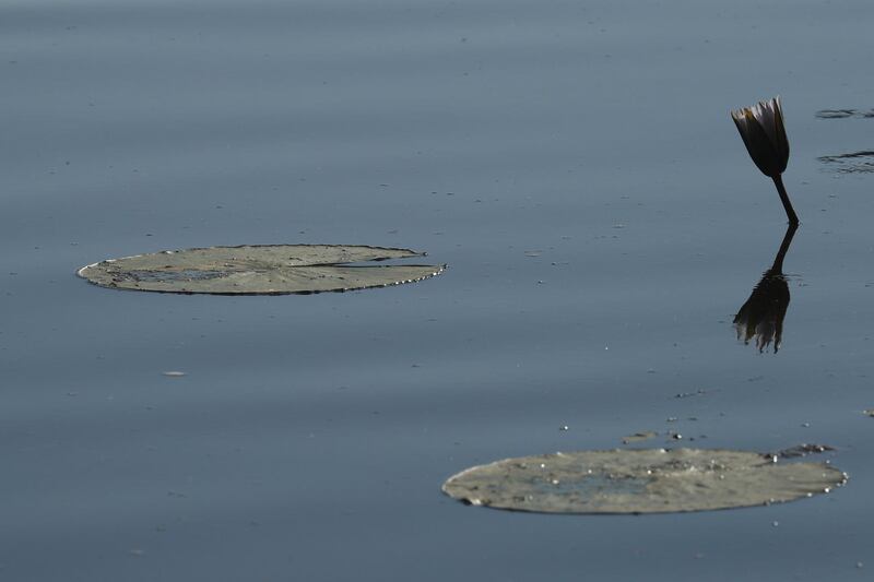 Plants float in the waters of the Okavango Delta. Reuters