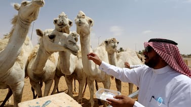 The virus is known to circulate in dromedary camels, with those working with the animals most exposed, particularly anyone with a medical condition. Reuters