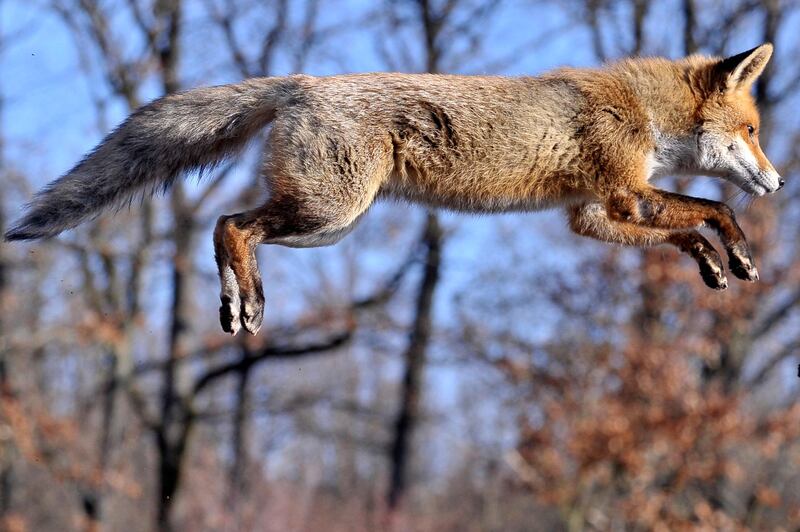 A red fox jumps on the edge of a forest near Pomaz, Hungary. EPA