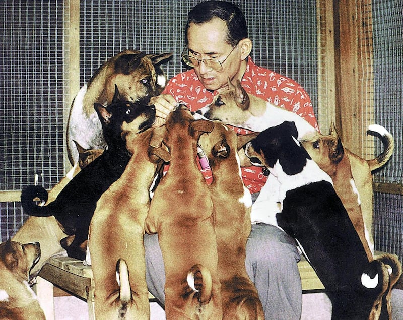 This undated handout photo received 26 December 2002 shows Thai King Bhumibol Adulyadej and his dogs at the Royal Palace in Bangkok.  The tale of a stray dog born on the streets of Bangkok who won the heart of Thailand's much-loved king has recently become the nation's latest publishing sensation.  King Bhumibol himself penned the story of "Thongdaeng", or "Copper" who was sent to the palace as a tiny puppy after the monarch took an interest in the treatment of street dogs in the Bangkok suburb of Wang Tonglarng.       AFP PHOTO/THAI ROYAL BUREAU/HO (Photo by ROYAL PALACE / AFP)
