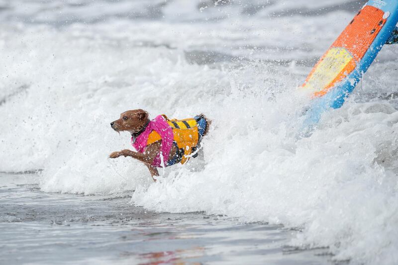 A dog jumps off a surfboard during competition at the 14th annual Helen Woodward Animal Center "Surf-A-Thon". Reuters