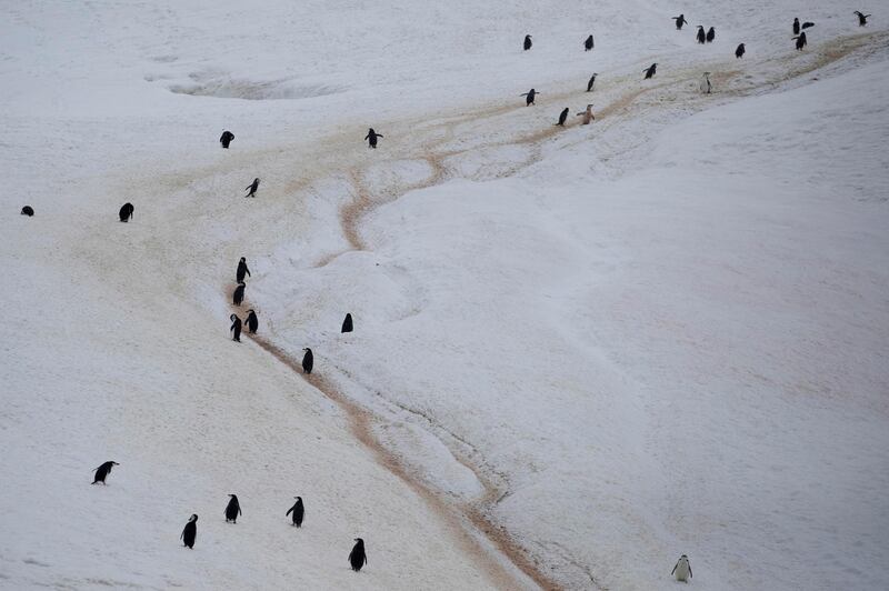 A colony of chinstrap penguins walk along a mountain on Two Hummock Island, Antarctica. REUTERS