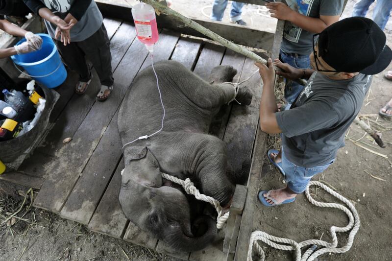 Veterinarians take care of a wild baby elephant that was abandoned by its heard at the Elephant Training Centre in Saree, Aceh, Indonesia. Hotli Simanjuntak / EPA