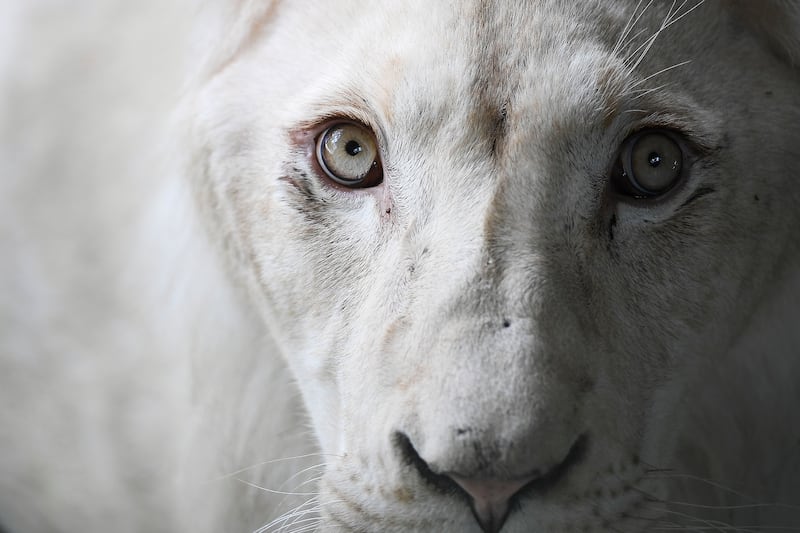 A South African white lion rests in a quarantine cage after it was brought from the Czech Republic to the Caricuao Zoo of Caracas, Venezuela, Thursday, June 2, 2022.  Four South African white lions arrived a few weeks ago as part of an effort to increase the number of specimens and strengthen the country's parks.  (AP Photo / Matias Delacroix)