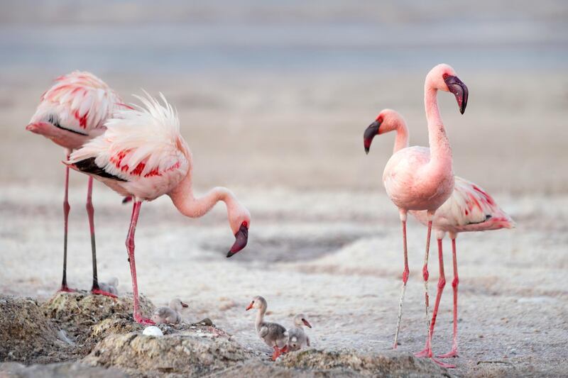 Flamingos with chicks on Lake Natron