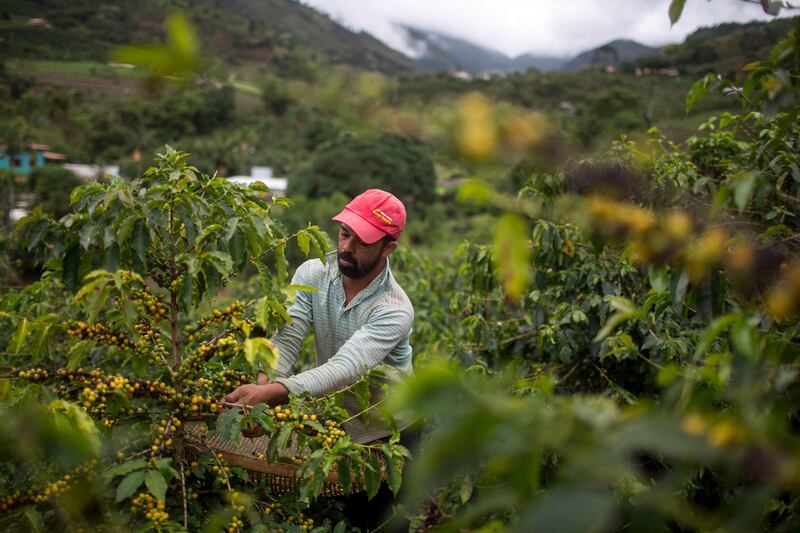 A farm worker picks coffee beans at Dores do Rio Preto in Espirito Santo, Brazil. Arabica coffee prices are up 60% owing to frost damaging crops in the region. AFP