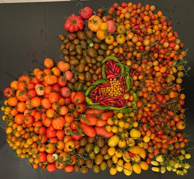 In the past season, Ranade harvested more than 80kg of heirloom tomatoes. Courtesy Anu Ranade