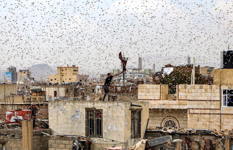 A man tries to catch locusts while standing on a rooftop as they swarm over the Huthi rebel-held Yemeni capital Sanaa on July 28, 2019.  / AFP / Mohammed HUWAIS
