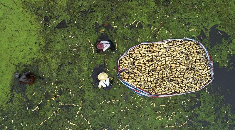 Farmers harvest lotus roots in Haian in China's eastern Jiangsu province. AFP