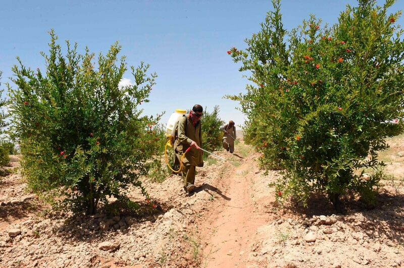 Pakistan's farmers are struggling to combat the worst locust plague in nearly three decades. AFP