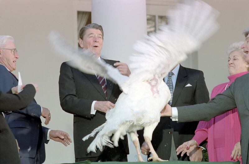 As a turkey flaps its wings, American President Ronald Reagan jumps back startled, along with leaders of the National Turkey Federation and others, during the annual National Thanksgiving Turkey Presentation at the White House, Washington DC, November 23, 1987. Image courtesy National Archives.(Photo via Smith Collection/Gado/Getty Images).