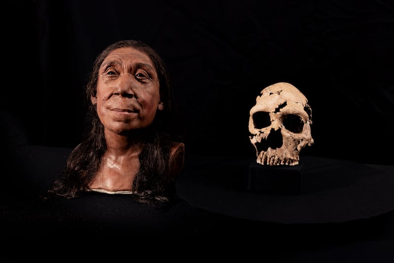 The recreated head and reconstructed skull of Shanidar Z