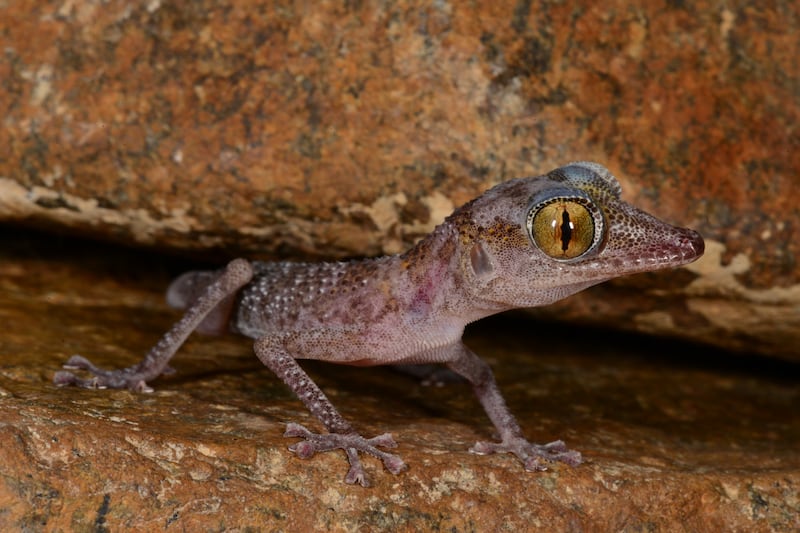The gecko is a crucial part of the ecosystem. Photo: Johannes Els