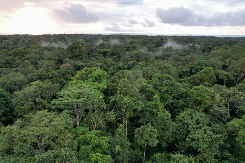 Dense forest in Gabon, Central Africa. The UK government is launching a £500 million ($674m) package to protect five million hectares of rainforest. Reuters