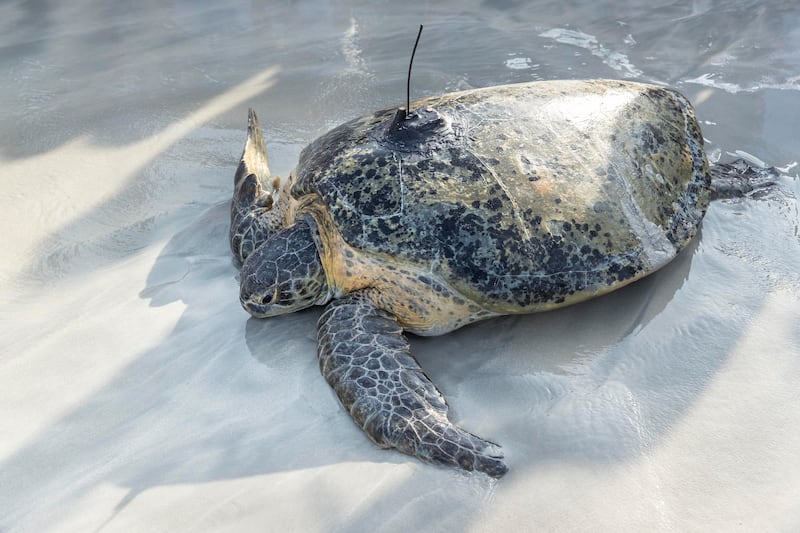 Two green sea turtles and one loggerhead, each weighing about 90kg each, were also released into the water.