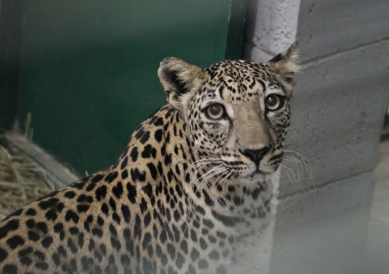 A female Arabian leopard at Al Ain Zoo. The zoo focuses on conserving wildlife and is involved in research and breeding. Photo: Al Ain Zoo