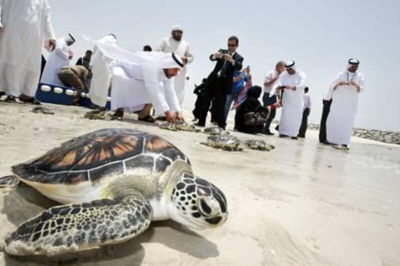 UAE - Sharjah - Jun 08- 2011: Workers from the Sharjah Museums Department and the Ministry of Environment and Water release rehabilitated sea turtles into the ocean, to mark the World Ocean Day,  in the back of Sharjah Aquarium at Al Khan Beach. ( Jaime Puebla - The National Newspaper )