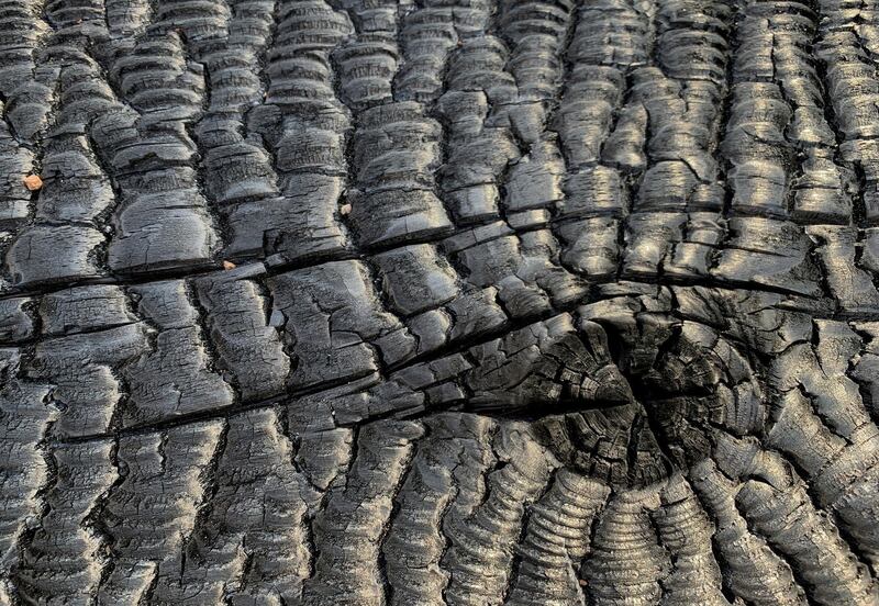 A piece of burnt wood seen in Kangaroo Valley, Australia. Reuters