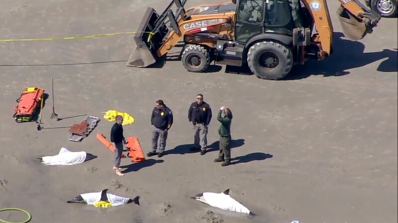 First responders attend to beached dolphins in Sea Isle, New Jersey. AP