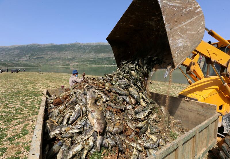 Volunteers clean up dead fish that have washed up on the banks of Lake Qaraoun on the Litani River, Lebanon May 3, 2021. REUTERS/Aziz Taher