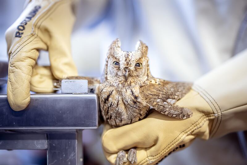 Conservationist Amber Gooijer of the Birds of Prey Station in Berg am Irchel, northern Switzerland, measures the wing of a scops owl which is recovering from a traumatic brain injury following an accident. EPA