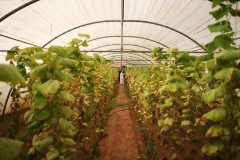 A farmer inspects a crop of cucumbers being grown in a greenhouse on the island of Delma, located off the coast of the UAE. Galen Clarke / The National