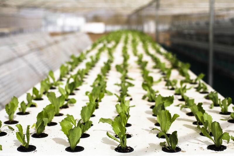 Vegetation grown in a test site at Agriculture Innovation Centre in Al Dhaid. Lee Hoagland / The National