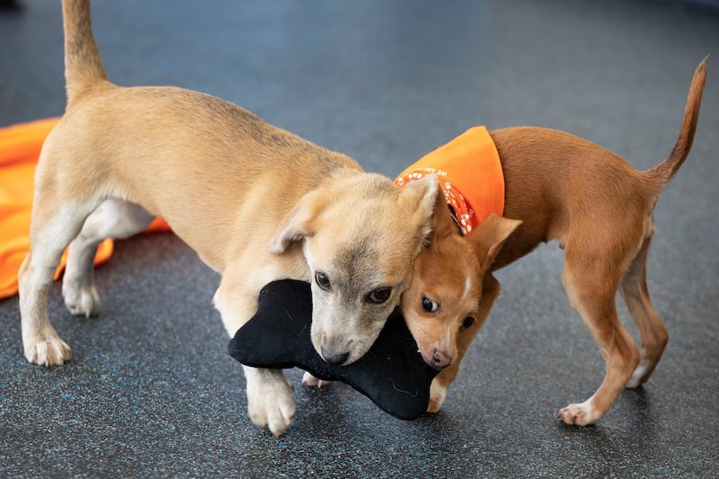 Puppies Apple, left, and Curry tussle with a chew toy as they romp at ASPCA headquarters in New York, USA. AP Photo