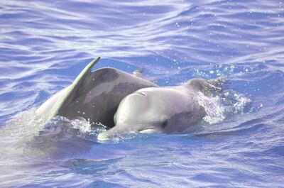 Humpback dolphins can been seen in the waters around Abu Dhabi. Courtesy: Environment Agency Abu Dhabi